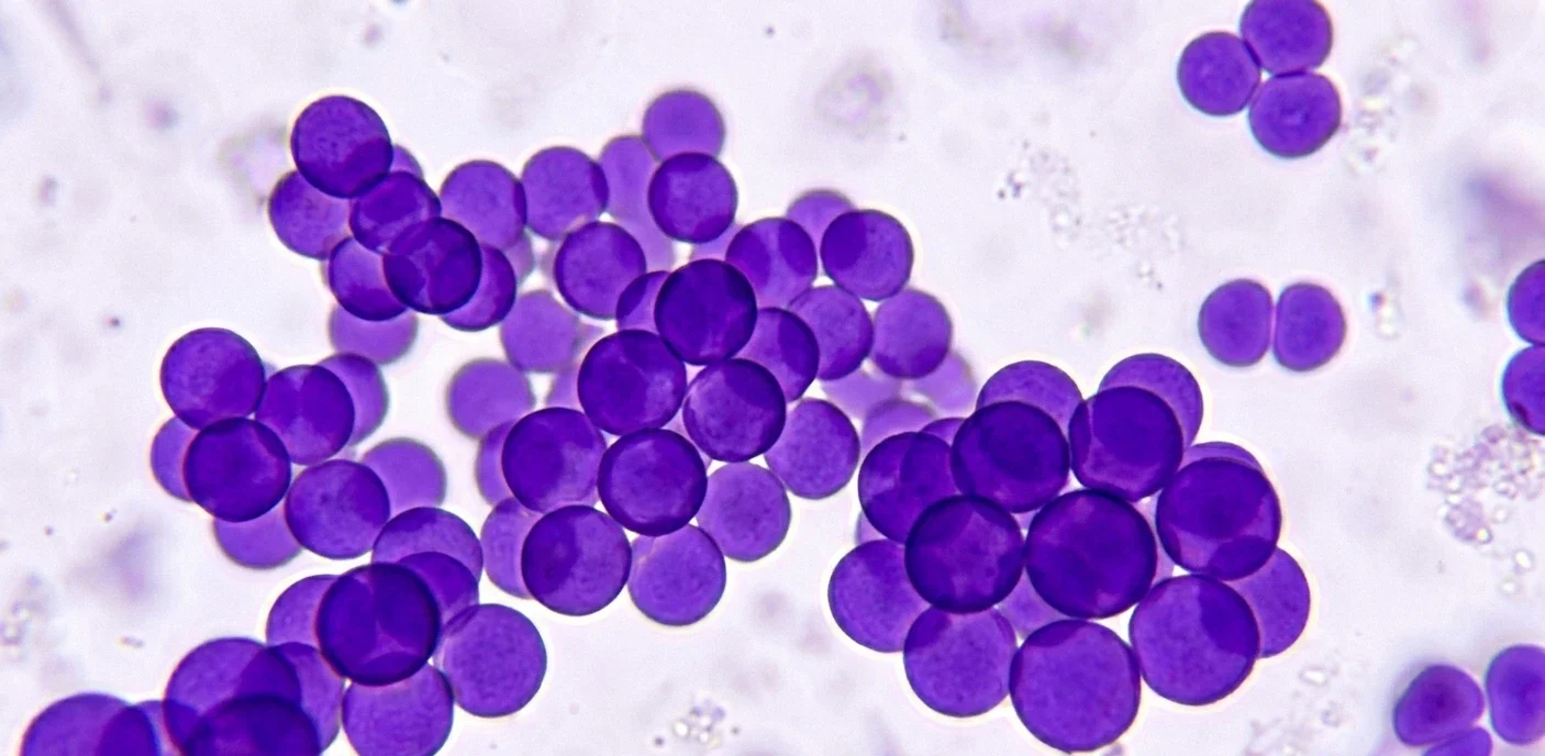 Detailní model bakterie MRSA a lahvičky antibiotik na bílém pozadí, ilustrující antibiotickou rezistenci.